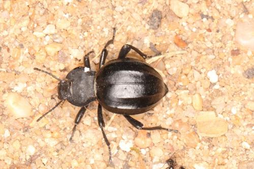 Réf. 334 859 : Akis sp.